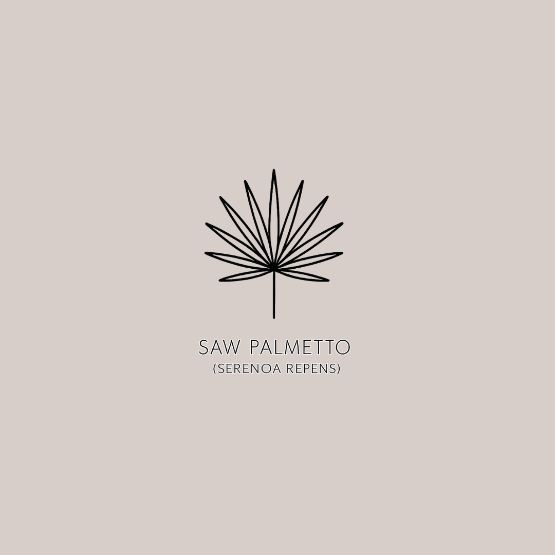 <strong>Saw Palmetto </strong>